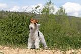 FOX TERRIER 222